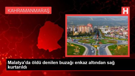 Malatya’da öldü denilen buzağı enkaz altından sağ kurtarıldı